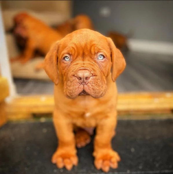 disponibile bellissimi dogue de bordeaux | Foto 1