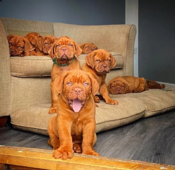 disponibile bellissimi dogue de bordeaux