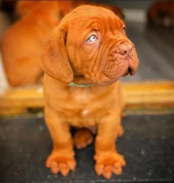 disponibile bellissimi dogue de bordeaux | Foto 0