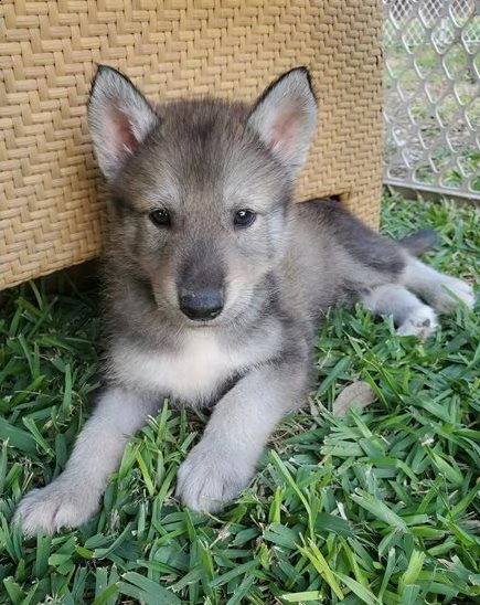 adozione per cane lupo cecoslovacco cuccioli