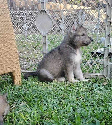 adozione per cane lupo cecoslovacco cuccioli | Foto 0