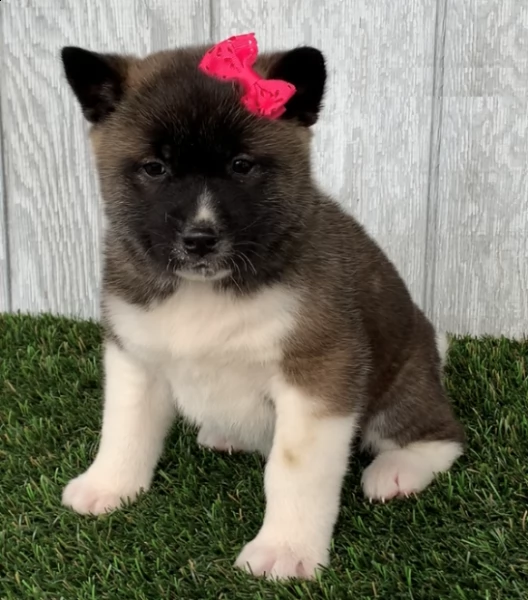  regalo akita cuccioli meravigliosi  