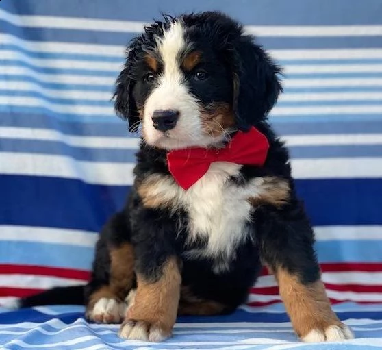 cuccioli bovaro del bernese nero bianco | Foto 0