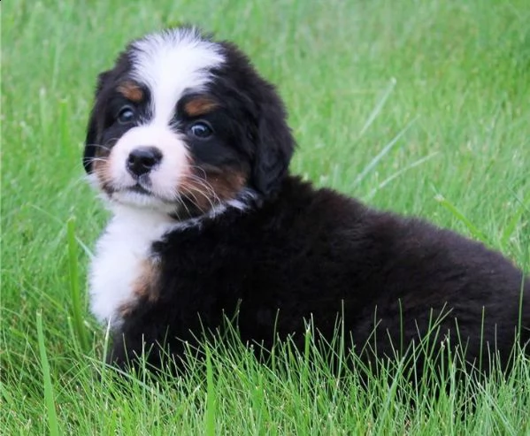 bovaro del bernese di ottima genealogia | Foto 1