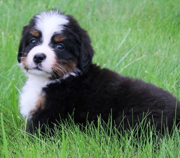 bovaro del bernese di ottima genealogia | Foto 0