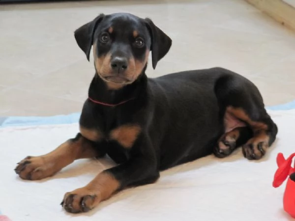 dobermann cuccioli