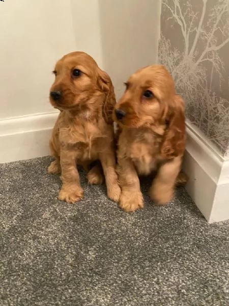 tre cuccioli di cocker spaniel maschi e femmine  | Foto 1