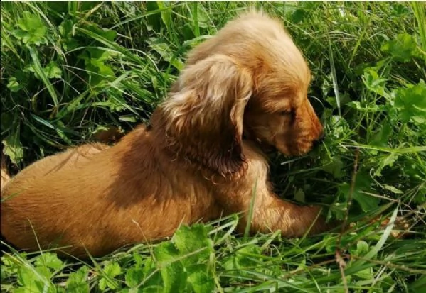 tre cuccioli di cocker spaniel maschi e femmine  | Foto 0
