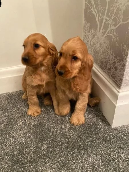 tre cuccioli di cocker spaniel maschi e femmine 