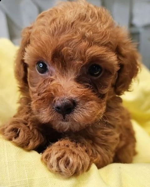 cuccioli di barboncino toy registrati in | Foto 1