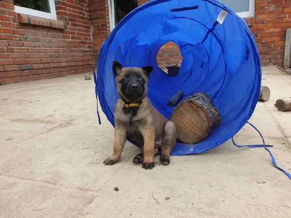 cuccioli di pastore belga malinois