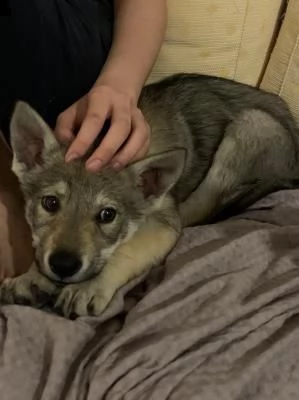 cane cecoslovacco di due mesi