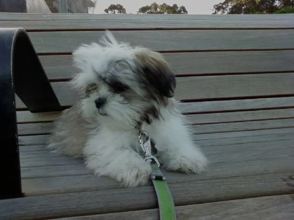 cuccioli di shitzu con pedigree | Foto 0
