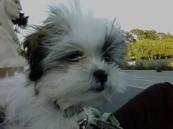 cuccioli di shitzu con pedigree