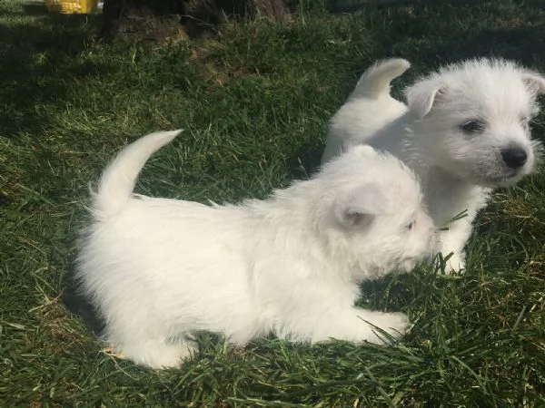 cuccioli di west highland white terrier | Foto 2