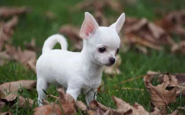 vendita cucciolo chihuahua maschio bianco pedigree enci 