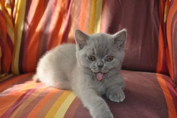  cuccioli di british shorthair 