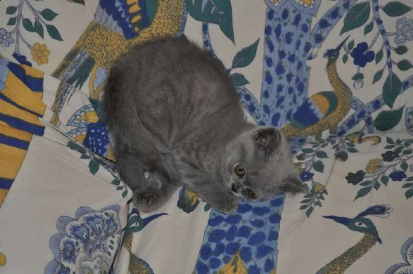  british shorthair cuccioli con pedigree anfi | Foto 1
