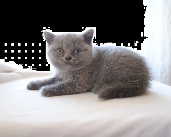 disponibile cuccioli british shorthair | Foto 3