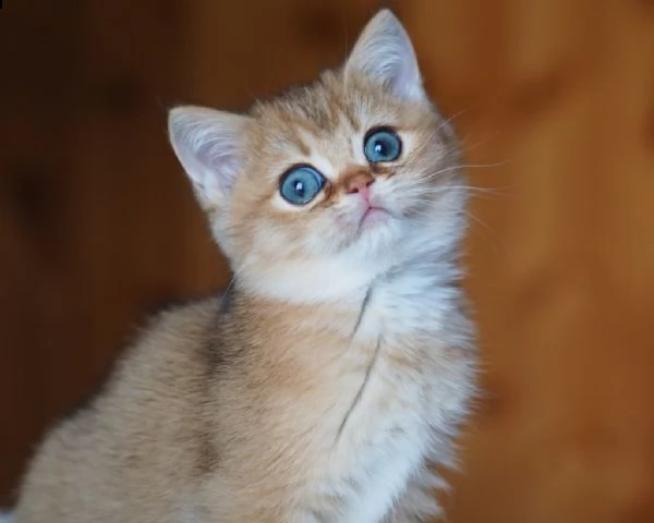 6 gattini british shorthair | Foto 0