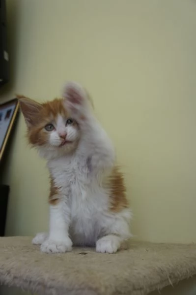 dolcissime cucciole di maine coon