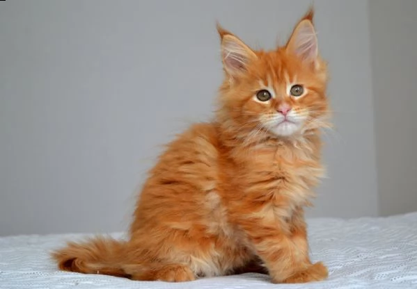 dolcissime cucciole di maine coon | Foto 0