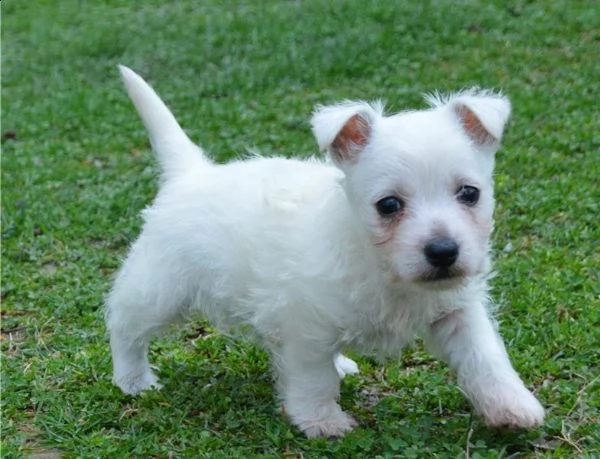 regalo adorabili cuccioli  west highland terrier bianco  femminucce e maschietti