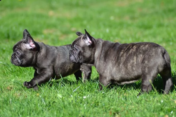 cuccioli di bulldog francese | Foto 2