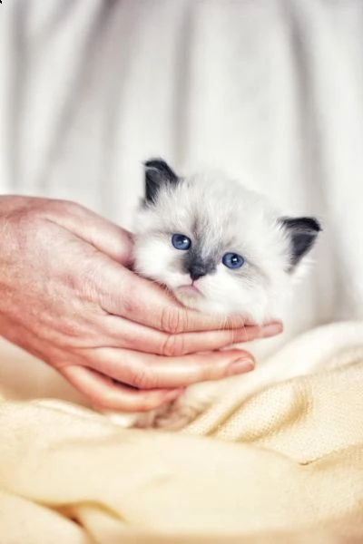 cuccioli di gatto siberiano delle foreste