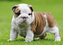 cuccioli di bulldog inglese maschio e femmina