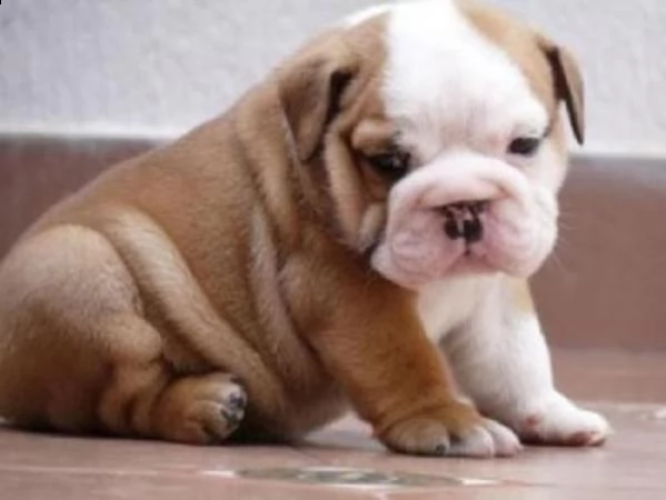 simpatici cuccioli di bulldog inglese pronti