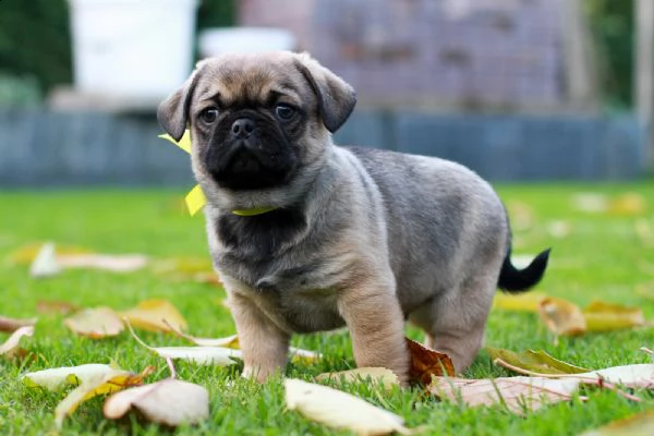 cuccioli carlino toy maschi femmine