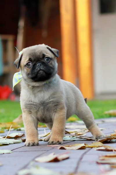 cuccioli carlino toy maschi femmine | Foto 1