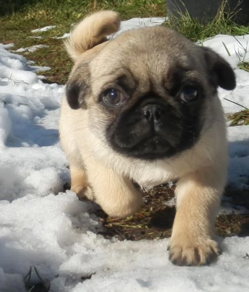 cuccioli carlino toy maschi femmine | Foto 0