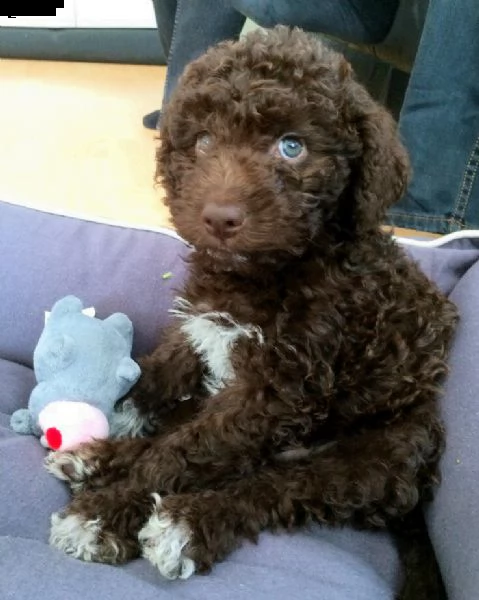 regalo cuccioli di lagotto romagnolo in pronta consegna i cuccioli verranno dato dopo 90 giorni dall