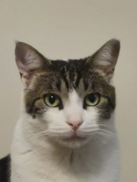 regalo gatto di un anno enezzo | Foto 0