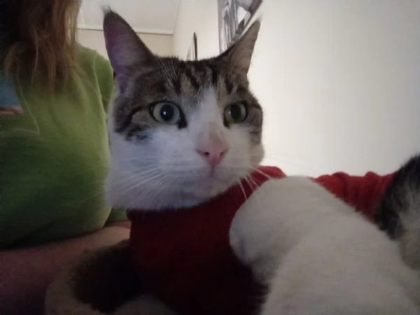 gatto dolcissimo stupendo