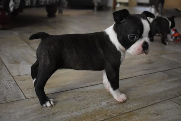 disponibili cuccioli boston terrier
