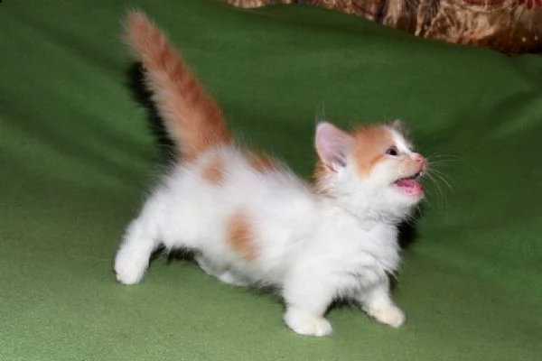 gattini munchkin | Foto 2