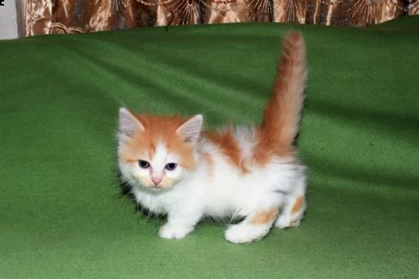 gattini munchkin | Foto 0