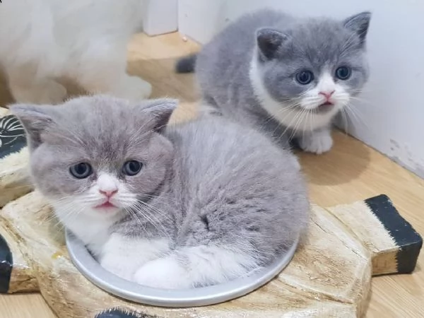 gattini munchkin