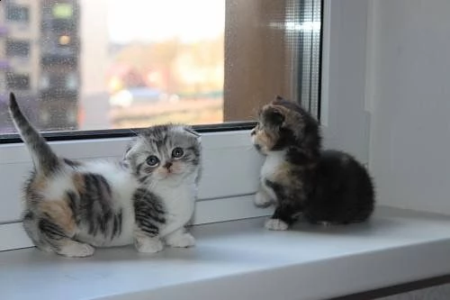cuccioli gattini munchkin | Foto 1