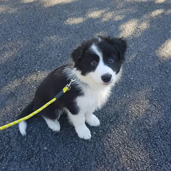 bellissimo cuccioli di border collie con pedigree 