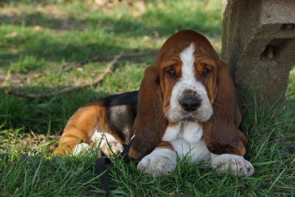 meravigliosa cucciolata di bassethound