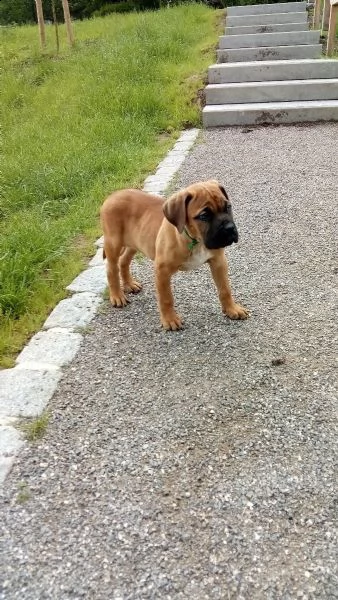 dogo canario cuccioli di altissima genealogia | Foto 2