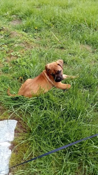 dogo canario cuccioli di altissima genealogia | Foto 1