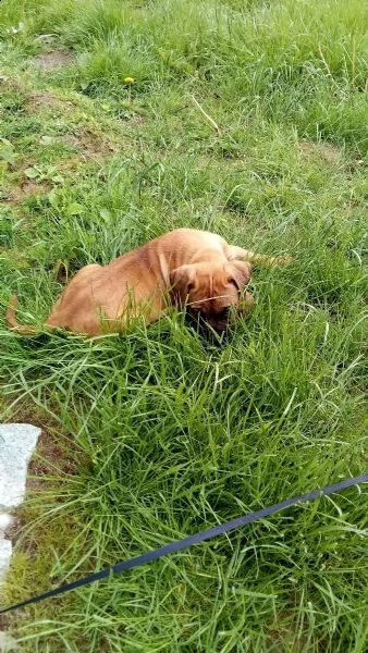 dogo canario cuccioli di altissima genealogia | Foto 0