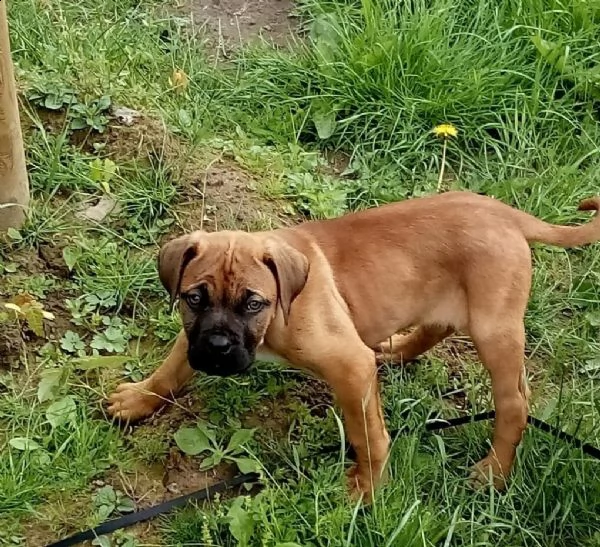 dogo canario cuccioli di altissima genealogia