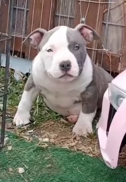 American Bully Extreme 