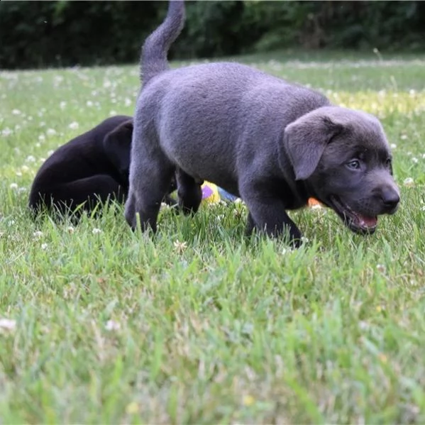 labrador retriever